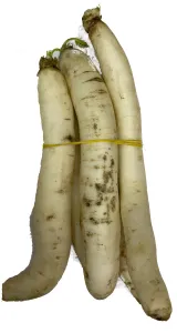 White Raddish